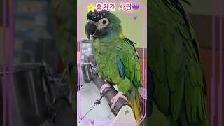 ♥️#말하는앵무새#트로트  #훔쳐간사랑 #정요정 #parrot #구독과좋아요 ⚘️