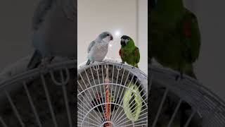 말하는 앵무새 한스마카우,퀘이커 우리집 새식구를소개해요…