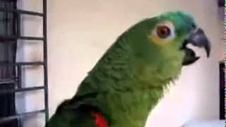 오페라하는 앵무새