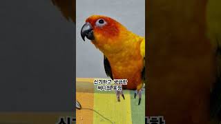 진지한 써니의 리얼한 얼굴 표정!  #썬코뉴어 #parrot #앵무새 #궁금한 #curious #진지한 #serious-minded #표정 #face #써니