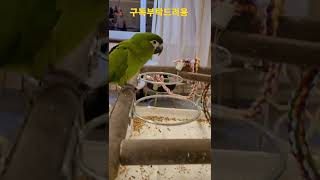 한스마카우 안녕 #shorts