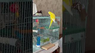 따라 나오기 #앵무새 #퀘이커 #parrot #새장탈출#문열기 #birds  #pets #cute