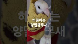 하품하는 양말앵무새 럭키