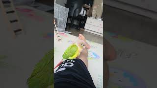 앵무새살구 새장위에서 이번엔 아빠 다리 위에서 선풍기 바람에 졸린다 졸린자 졸려ㅋ