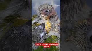 이유식먹고 기분좋은 이유조 파인애플 #birds #pa…