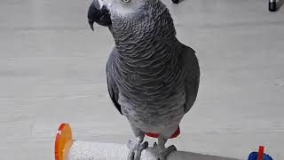 앵무새 따라하기