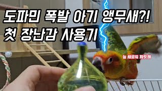 첫 장난감, 도파민 터질까? 아기 앵무새 반응 대공개!