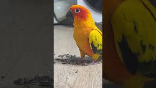 나의 이름은 루이~ #shorts #썬코뉴어