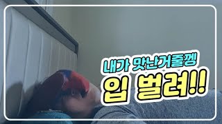 [대구앵무새농장] 뉴기니아앵무새(eclectus)키우기