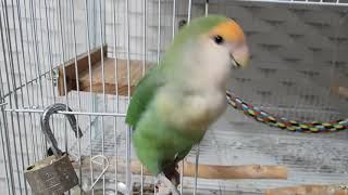 앵무새 돌아 훈련하기(모란앵무)