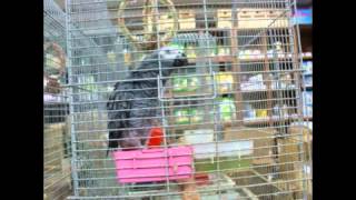 앵무새/대형앵무/회색앵무/말하는 회색앵무