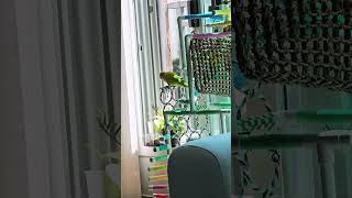 토리 안녕안녕하세요^^  #퀘이커 앵무새 # 말하는 앵무새