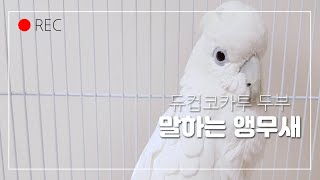 [앵트리오] 듀컵코카투 : 말하는 두부