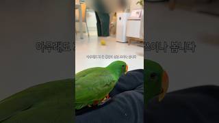 집사가 뜯는 택배를 경계하는 앵무새           …