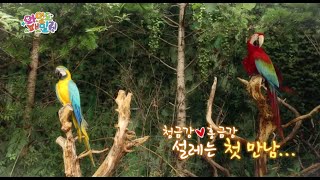 앵무새 소개팅 시켜주기~! '청금강♥홍금강' 와일들 패…