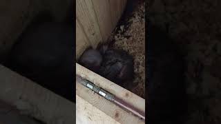 뉴기니아 와 마카우 뉴기니아 새끼 17일차 201905…