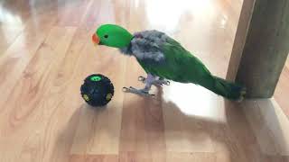 뉴기니아앵무새-똘이-트릿볼