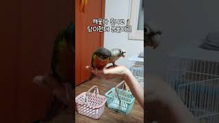 집사한테 혼나고 친구한테 화풀이하는 연두!!#코뉴어앵무…