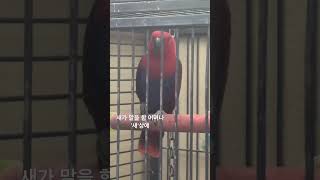 말하는 앵무새 ㅇㅅㅇ ;; #새 #앵무새 #동물 #신기…