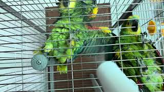 아마존 앵무 목욕