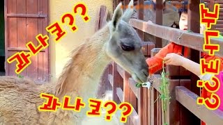 인천대공원  어린이동물원 동물들 / 과나코, 청금강앵무, 타조, 인도 공작 순서 / 가족 나들이로 좋아요~~^^*