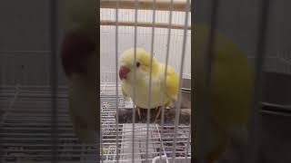 루티노 퀘이커앵무새 아가짓 반복재생