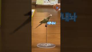 약올리지마라!누나! #앵집사#birds#코뉴어#앵무새