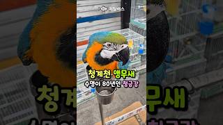 최대 수명이 80년인 장수 앵무새 청금강, 청계천 애완동물거리, 가든조류원, 바다투망꾼 앵무새집사의 동묘벼룩시장 동대문 완구문구거리, 동대문시장 및 광장시장 나들이, parrot