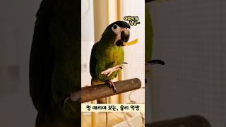 현란한 발꾸락 묘기한스마카우