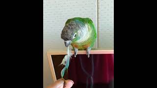 코뉴어 놀아주기