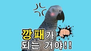 [수다쟁이 회색앵무 코코]  EP36. 깡패가 되는 앵…