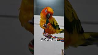 써니야 배고프면 밥 달라고 말해!~ #썬코뉴어 #앵무새…