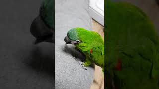 한스마카우 : 쌈바 심심할땐 깃털가지고 놀기