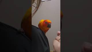 합의본거 아니였어..? #앵무새 #코뉴어 #반려동물