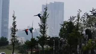 송도달빛축제공원 마카우자유비행