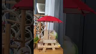 파라솔의자적응하기 #shorts #conure #코뉴어…