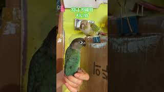 지니 카페의 지니와 첫 대면 #parrot #conur…