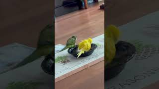 물벼락ㅋ #앵무새 #퀘이커 #parrot #목욕#벌써 …