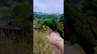 "첫 외출한 앵무새의 반응은 어떨까?"#Shorts #parrot