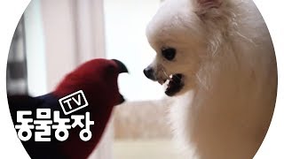 개 VS 새, 하루아침에 깡패가 돼버린 앵무 ‘랄라’ @TV 동물농장 20191013