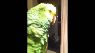 자화자찬 앵무새