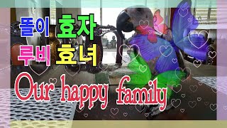 루비하하하하~똘이허허허허 엄마호호호호~ [연구대상앵무새…