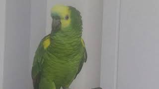 노래 따라하려고 애쓰는 아마존 앵무 솔이ㅋㅋㅋ(무편집)