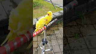 한스마카우,목도리앵무새