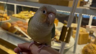 앵무새랑 광교 호수공원 나들이 가요! | 코뉴어 앵무새 일상 브이로그✨