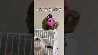 장난감 금지법에 진심인 앵무새