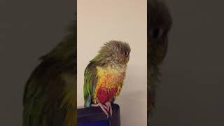 샤워한 소망이(코뉴어)