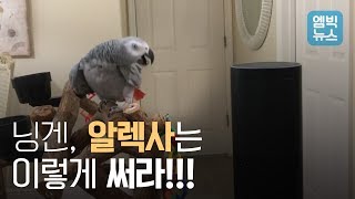앵무새야 알렉사 어디까지 써봤니?