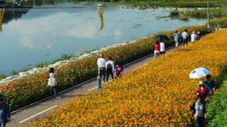 황금빛으로 물든 남도…강변 따라 꽃물결 넘실 / 연합뉴스TV (YonhapnewsTV)