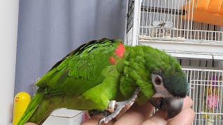 꽁패.앵무새.버드펠리스.한스마카우.뽀미2024.10.17